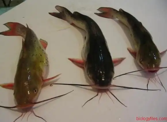 浙江省湖州市黄颡鱼养殖户周月方