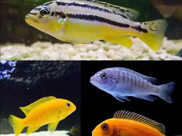 什么是三湖慈鲷鱼,最普通最常见的三湖慈鲷鱼是什么