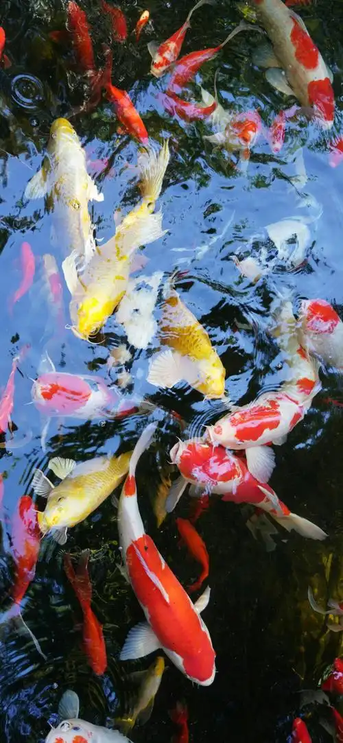 自然风景壁纸 | 锦鲤壁纸 | 素质拿图