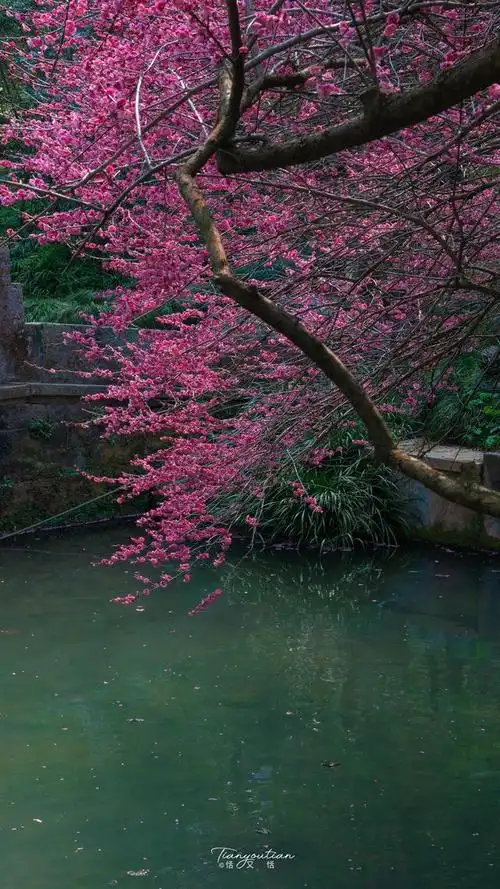 这是我在杭州的龙井八景,拍摄的一组梅花照片.