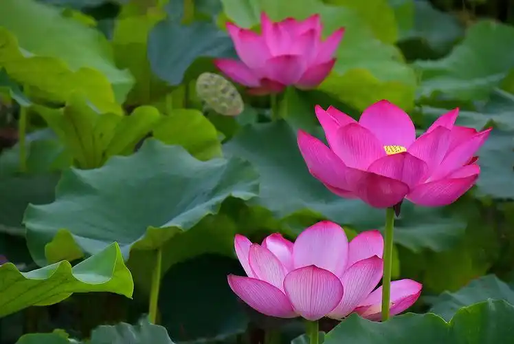 7.25日河北广平)】 第 16 幅查看大图荷花艳艳(拍摄于2020.7.