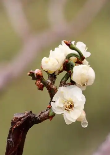 小清新迷人的梅花,图片大全,高清,图库-回车桌面