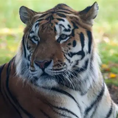 猛虎霸气头像图片真的老虎有点吓人的