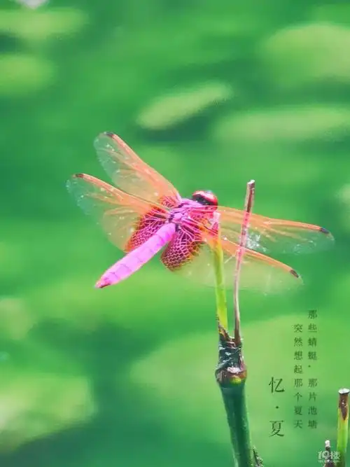 美丽的红蜻蜓