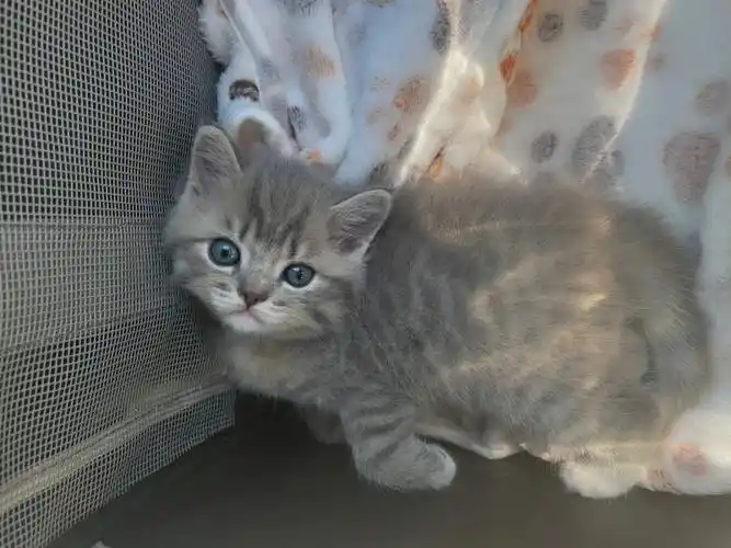 英短小奶猫太奶了mini英国佬