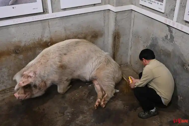 猪坚强的一生从废墟下到博物馆13年它一直活在国人目光中