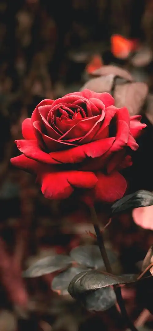 答案:玫瑰你最先会想到什么呢?假如让你用一种花形容浪漫