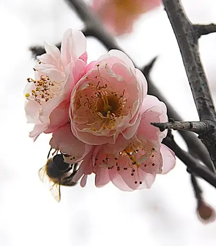 冰清玉洁,疏影清雅的梅花(摄于萝岗香雪公园)