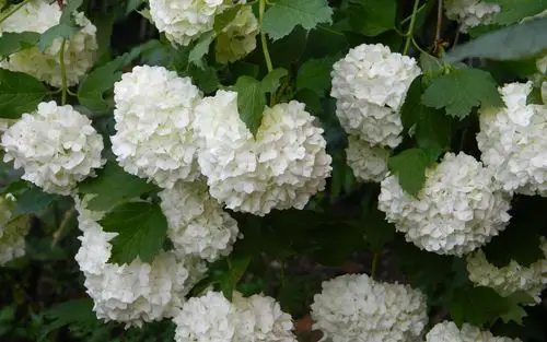 壁纸 许多白色的绣球花 3840x2160 uhd 4k 高清壁纸, 图片, 照片