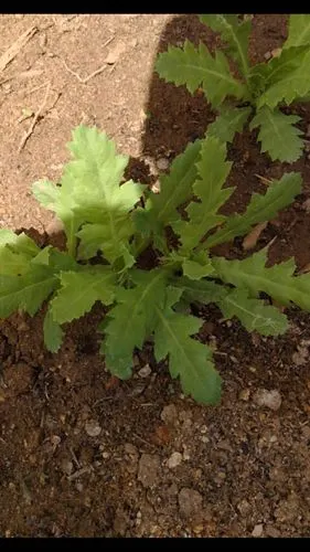 做龙泽好市民,从禁种罂粟开始!