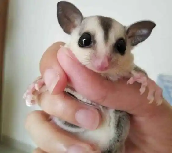 怎样看蜜袋鼯养得好不好,健不健康?