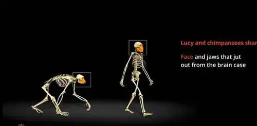 为什么科学家说对于人类双足直立行走比脑子更重要?