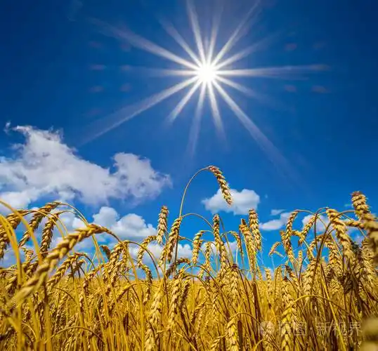阳光照耀下的夏日金色麦田