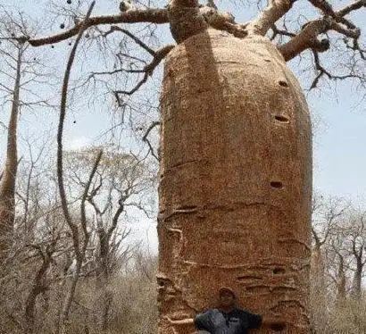被开发的地区,在这里生长的90%的自然菌群,在世界其他地区根本看不到