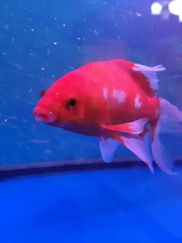 求助鱼趴缸不爱动