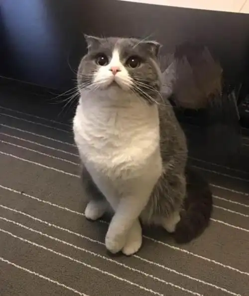 英短蓝白是哪里的猫