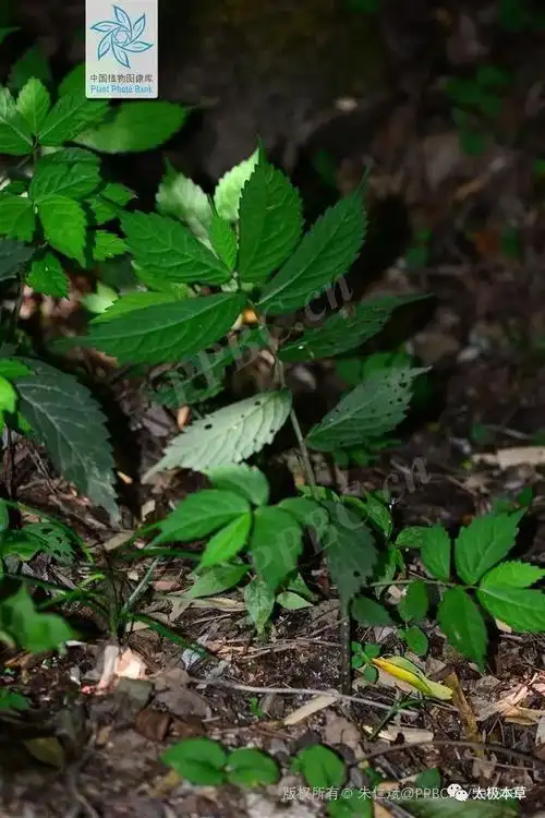 接骨草是老百姓可能见到的植物,但不一定认识,其实接