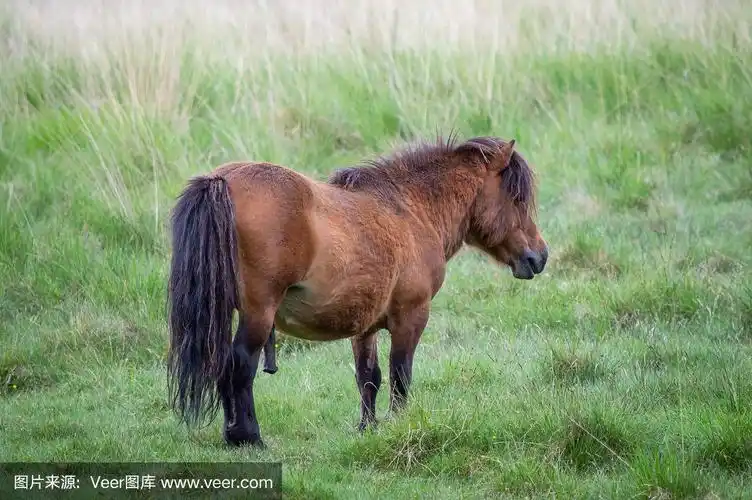 野生矮种马,阴茎可见