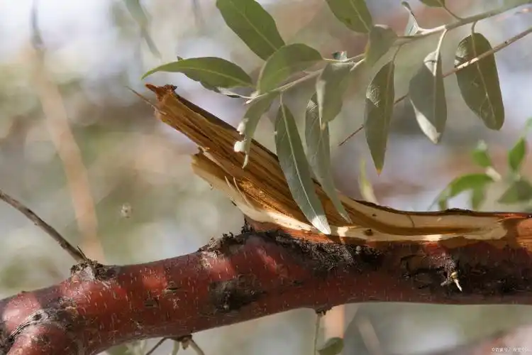 不再受梅花介壳虫困扰!有效药物和防治技巧大公开