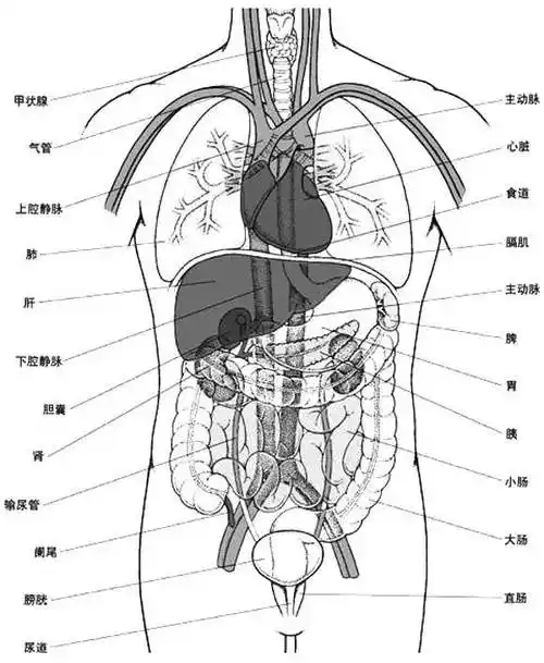 医学人体组成→认识自己(1) - 简书