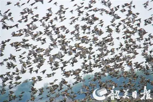 良好生态吸引候鸟栖息 数万燕雀集结南雄