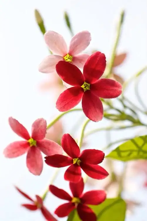 鲜花装饰我的梦!