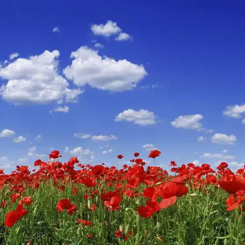 春天花海白云蓝天_微信头像风景图片_扣扣居