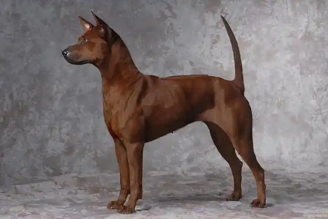 72种名犬图片及名字(72种名犬图片及名字及资料)  第48张