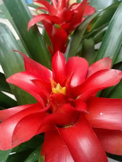 鸿运当头又叫凤梨花,寓意着好运连连,发大财.