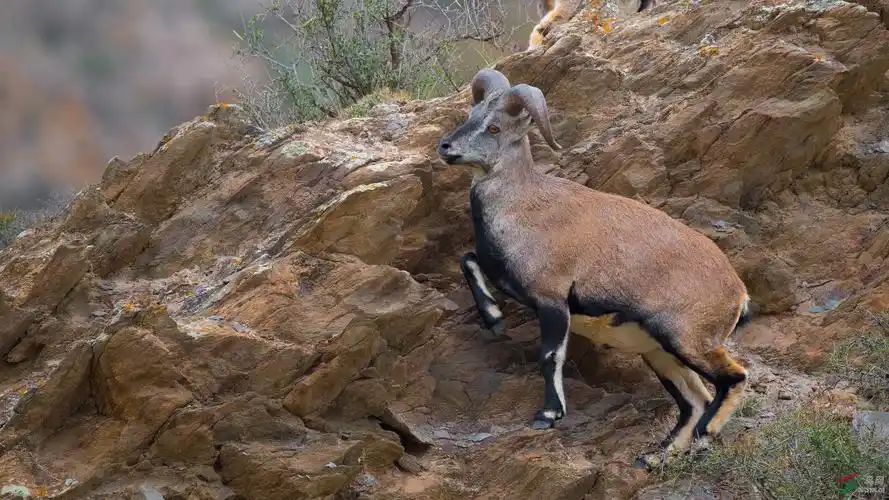 岩羊一组祝贺图4荣获首页每日精华