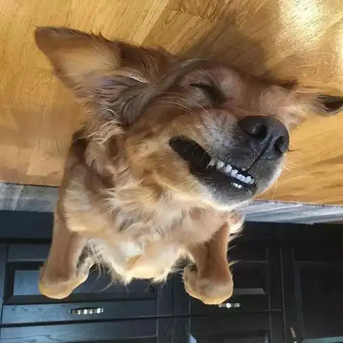 最奇葩的狗狗睡姿(四脚朝天的狗狗)(5)