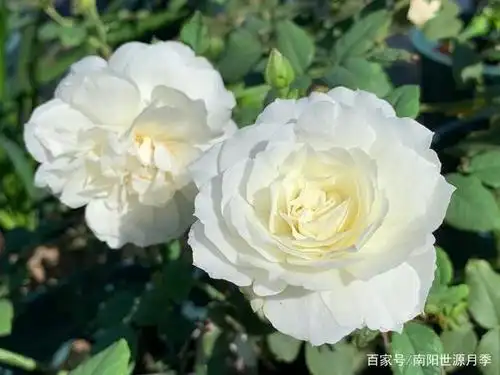 8款不可多得的白色月季,花友心中的"白月光",圣洁无瑕!
