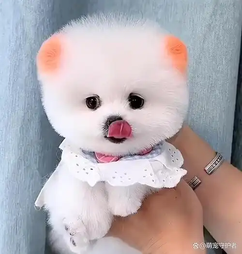 茶杯犬多少钱一只如何选购茶杯犬