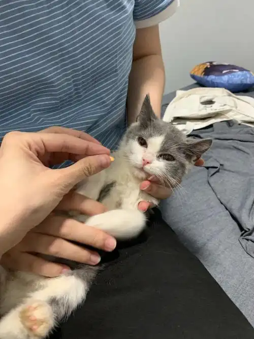 养了只猫杯状病毒 猫藓的英短蓝白猫咪