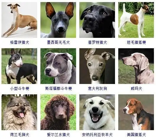 犬的种类犬