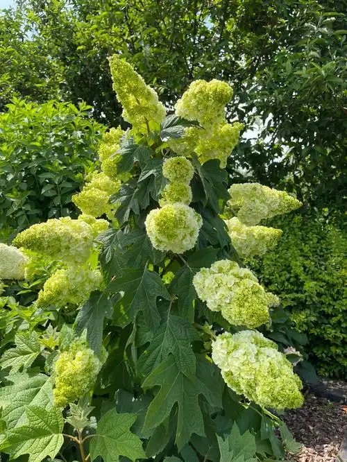 栎叶绣球."和声"