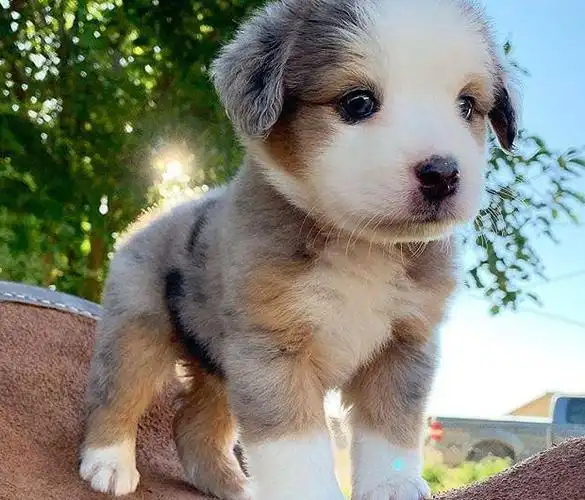 小狗图片大全可爱【宠物狗图片大全】-万动力