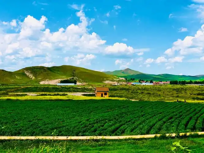 草原童话一览碧草连天的草原美景