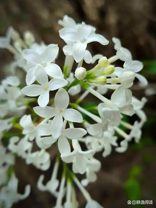 太幸福啦一天拍到三种颜色丁香花你最喜欢哪个颜色