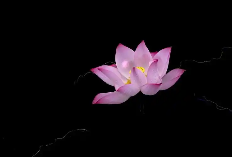 2020年荷花赏摄小记