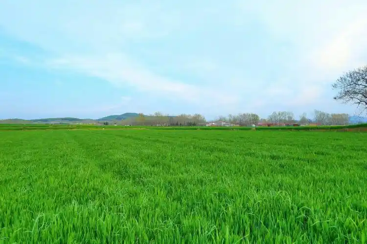 绿油油的麦田,有俺的汗水