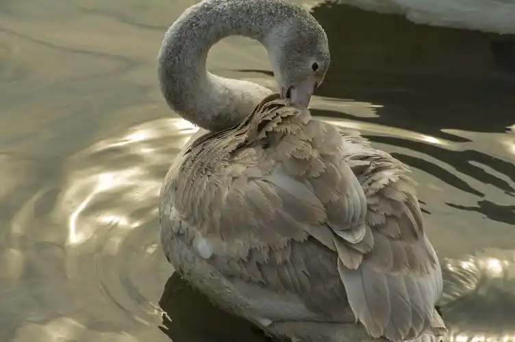 世界上最美丽的动物---天鹅