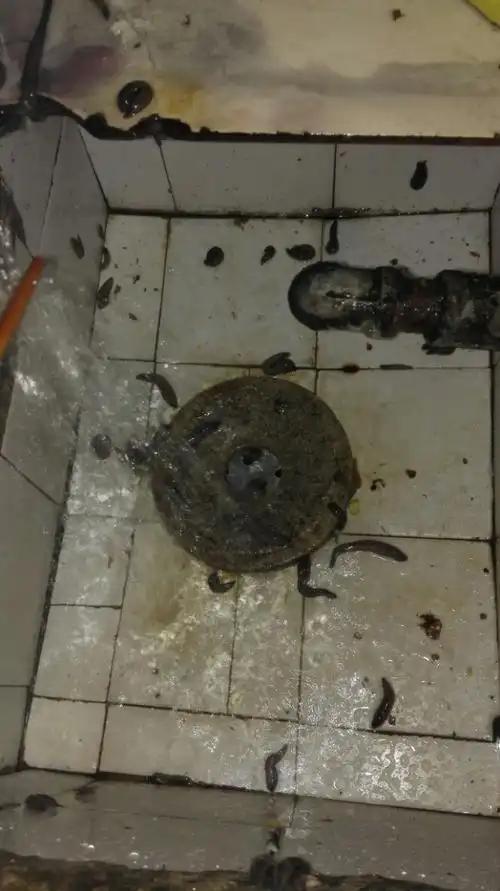 很恶心,胆小勿看.屋里鼻涕虫比较多,都爬到砧板上来了.晚