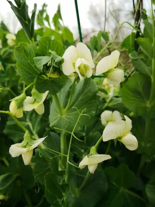 油菜花开黄如金,萝卜花开白似银,蚕豆开花黑良心…… - 美篇