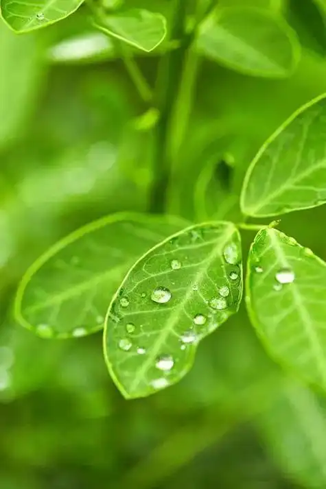 绿色背景图,绿色背景图卡通(护眼壁纸:绿色清新背景图)