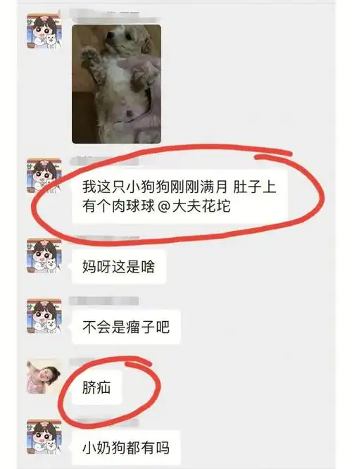 猫狗肚脐眼怎么有个小包?那是脐疝75157515