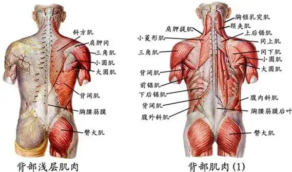 少林禅医菱形肌肌群损伤易筋法