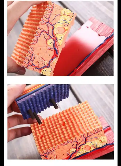 毛囊结构皮肤模型4dmaster人体皮肤模型毛囊结构组拼装模型美容医院