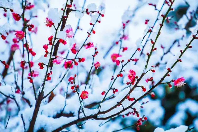 雪中梅花笑迎春
