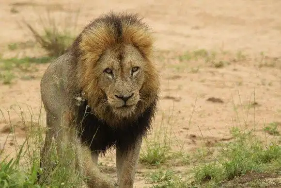 西街雄狮联盟统治后期遇到的困难和挑战